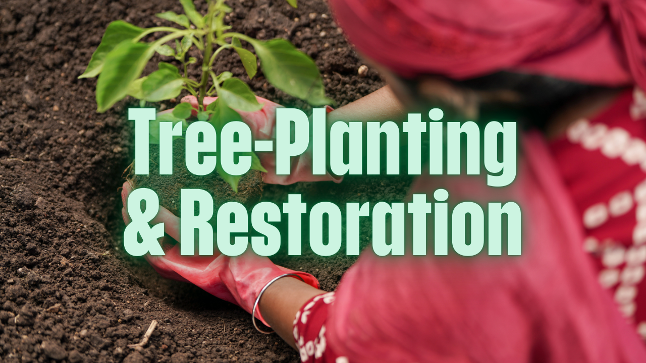 Tree-Planting & Restoration