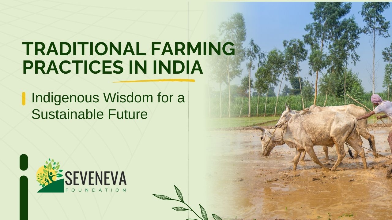 Traditional farming practices in India – farmer ploughing a field with bullocks in a rural village.